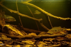Atabapo_a_stream_near_the_settlement_of_Merey_Colombia_1-1024x460