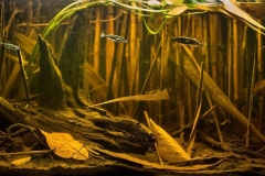 Autumn_in_the_Krezniczanka_mouth_of_a_river_Poland_1