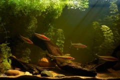 Backwater_of_a_stream_in_the_Manimala_River_basin_in_Kottayam_district_Kerala_India_1-1024x461