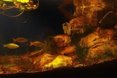 Backwater_on_the_King_Edward_River_Kimberley_Northwest_Australia_1-1024x307