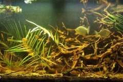 Bank_of_flooded_Morichal_creek_Maripa_lower_Caura_River_Venezuela_1-1024x418