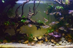 Beautiful_Leka_river_at_Republic_of_Congo_Lower_Congo_River_Region_1-1024x395