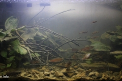 Belulok_Waterfall_stream_of_Labi_Brunei_Darussalam_1-1024x478