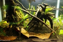 Black_water_peat_swamp_pontian_Johor_Malaysia_1-1024x611