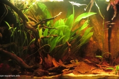 Blackwater_Amazon_river_biotope_1-1024x616