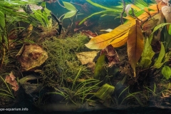 Blackwater_pond_Amazon_River_Brazil_1-1024x611