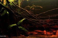 Borneo_Indonesia_West_Kalimantan_a_small_creek_of_Kapuas_River_1-1024x515