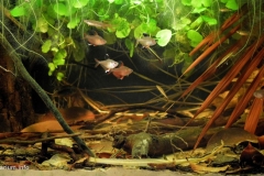 Coastal_part_of_clear_water_stream_in_Alenquer_area_Para_state_Brasil_1-1024x525