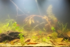 Eastern_part_of_the_Amazon_Brazil_Para_1-1024x534