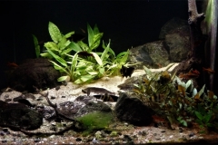 Edge_of_small_forest_stream_in_Nilwala_basin_Sri_Lanka_1-1024x661