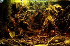 Flooded_forest_near_upper_Rio_Orinoco_Venezuela_1-1024x476