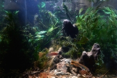 Forest_stream_of_the_Bia_river_system_southwestern_Ghana_Africa_1-1024x904