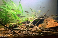 Fortaleza_Creek_Uruguay_River_Basin_Misiones_Argentina_1-1024x532