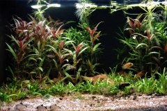 Heavily_planted_area_of_an_upper_Rio_Meta_affluent_Colombia_1-1024x667