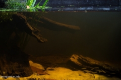 In_the_shallows_of_the_Khorol_river_1-1-1024x614