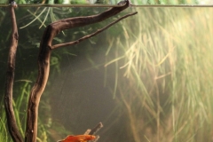 Killifish_hole_on_a_flooded_meadow_Wonga_Wongue_Reserve_the_Ogooue_basin_Gabon_1-672x1024