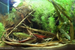 Kreshchenskoye_Lake_Penza_Region_Zarya_Settlement_Russia_3