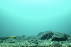 Lake_Tanganyika_Sandy_sedimentary_bottom_area_in_Ndole_Bay_Zambia_1