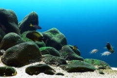 Lake_Tanganyika_rocky_shores_of_Ikola_Tanzania_and_pelagic_waters_of_Kitumba_Congo_1-1024x242
