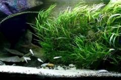 Lake_Tanganyika_shore_areas_1-1024x271