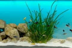 Lake_Tanganyika_the_eastern_Tanzanian_shoreline_near_Bulu_Point_1-1024x229