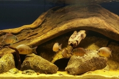 Lake_Tseny_Madagascar_northwest_part_of_the_island_Sofia_region_1-1024x354