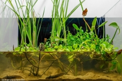 Lake_Xochimilco_Borough_of_Xochimilco_in_southern_Mexico_City_1-1024x715