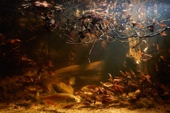 Lava_River_in_the_lower_reaches_canyon_near_the_village_of_Vasilkovo_Russia_1