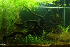 Llanos_in_the_Rio_Apure_basin_state_of_Apure_Venezuela_1-1024x500