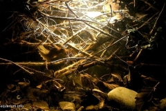 Mejuda_river_Shallow_river_bank_with_still_water_near_Gori_1-1024x572