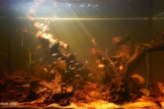 Middle_course_of_the_Rio_Negro_River_a_forest_canal_Santa_Isabel_do_Rio_Negro_Brazil_1-1024x515