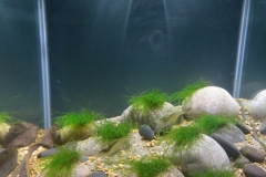 North_Eastern_Taiwan_Mountain_Stream_1-896x1024