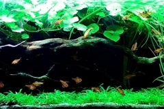 Oxbow_edge_of_stream_in_Rio_Guapore_drainage_Bolivia_1