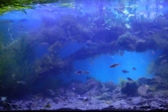 Pancho_Poza_River_Altotonga_Veracruz_Mexico_Xiphophorus_variatus_habitat_1-1024x339