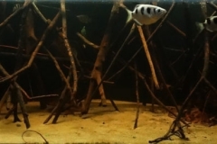 Patakata_Village_in_mangrove_forest_Sundarban_area_Ganges_delta_Bangladesh_1_1-1024x260