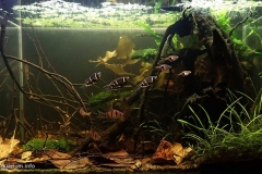 Peat_swamp_forest_in_the_central_west_of_Peninsular_Malaysia_1-1024x559