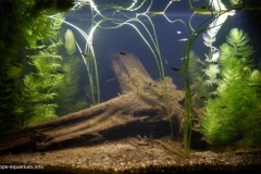 Planted_area_in_Nimrod_Creek_billabong_Far_North_Queensland_Australia_1-1024x615