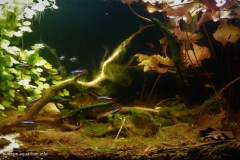 Planted_small_affluent_in_the_Upper_Rio_Araca_basin_Brazil_1-1024x679