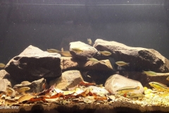 Resisting_under_Alto_Parana_Atlantic_forests_1-1024x525