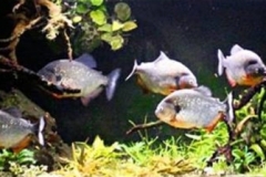 Rio_Cinaruco_Clear_Water_Territory_of_the_Caribas_1_1-1024x223