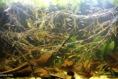 Rio_Jufaris_near_the_community_of_Carvoeiro_in_Roraima_1-1024x527