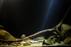 Rio_Lancetilla_Lancetilla_Botanical_Garden_Honduras_1-1024x399