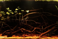 Rio_Nanay_National_Reserve_Allapahuayo_Mishana_Iquitos_Peru_1-1024x539