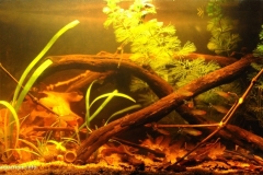 Rio_Orinoco_Hemigrammus_rhodostomus_biotope_1-1024x568