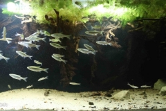 River_Iput_under_the_overhanging_bush_sandy_shallows_Surazh_Russia_1-1024x452