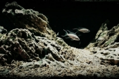 Rocky_area_of_Lake_Tanganyika_near_the_town_of_Kasanga_in_Southwest_Tanzania_1-1024x321