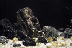 Rocky_placers_near_Chituta_Bay_Tanganyika_Lake_Zambia_1