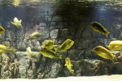 Rocky_shore_near_Sibwesa_Africa_1-1024x335