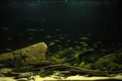 Seversky_Donets_River_shallow_place_behind_dam_at_the_village_of_Eskhar_Ukraine_1-1024x356