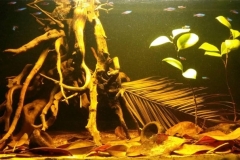 Shallow_blackwater_habitat_in_the_middle_Rio_Negro_1-1024x404